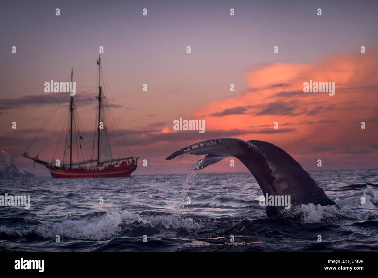 Humpback whale diving, Skjervøy, Troms, Norway Stock Photo