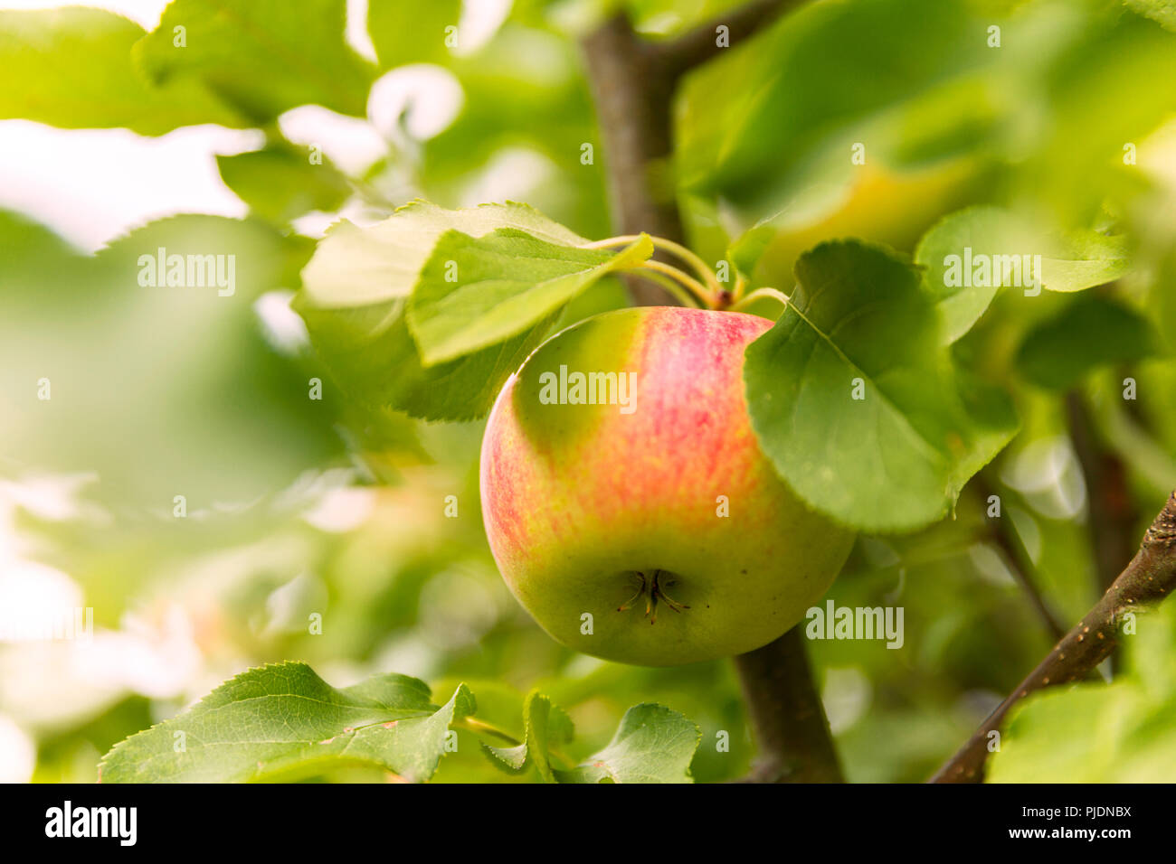 Red delicious apple hanging from tree with red texture on skin showing