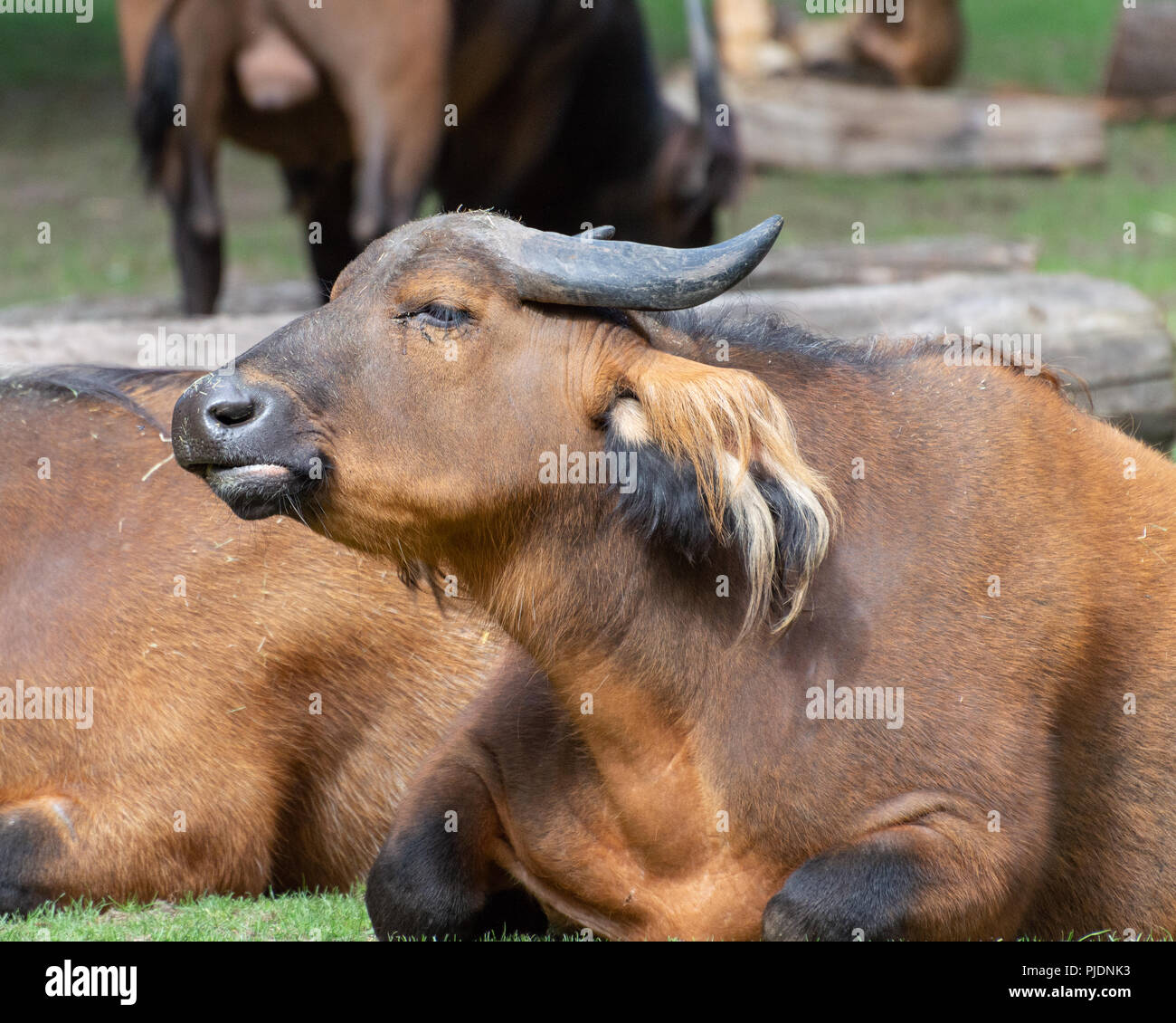 An isolated congo buffalo at the zoo lying down on the grass. Stock Photo
