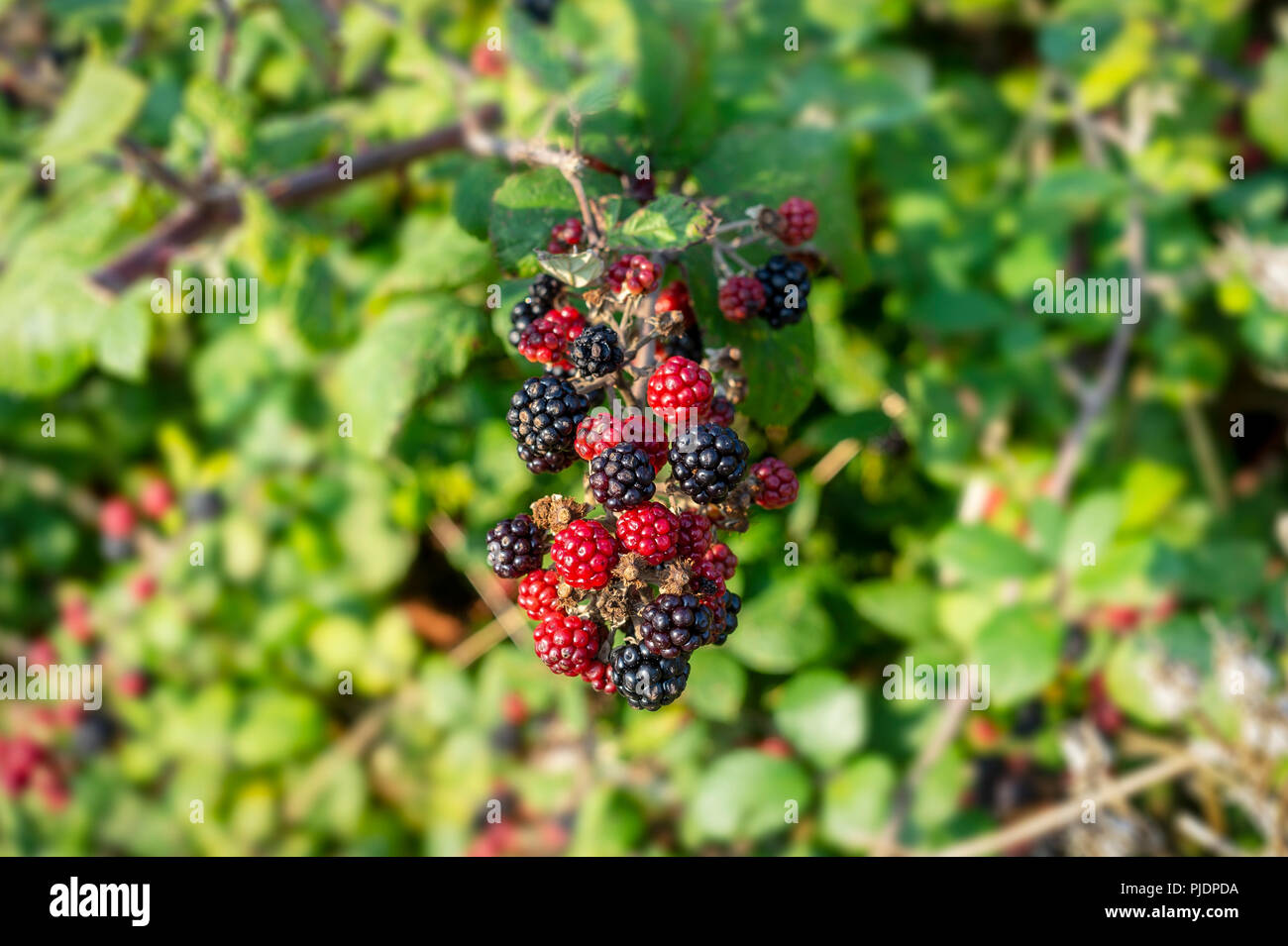 wild Blackberries growing in a hedgerow Stock Photo