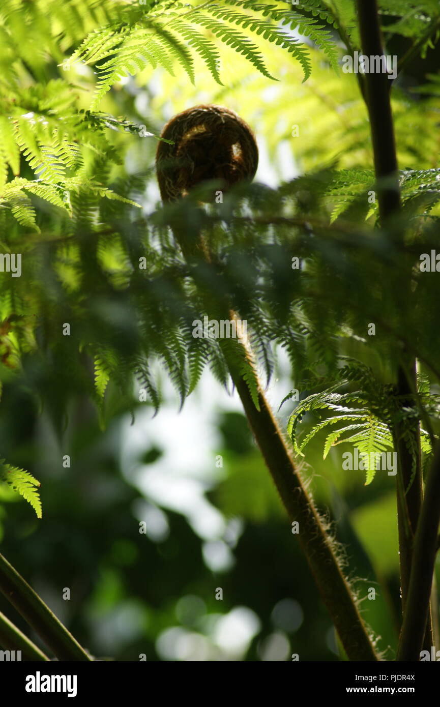 gros plan d'une jeune feuille de fougère arborescente géante, close-up of a young giant tree fern leaf, Nahaufnahme eines jungen Riesenbaumfarnblatts, Stock Photo