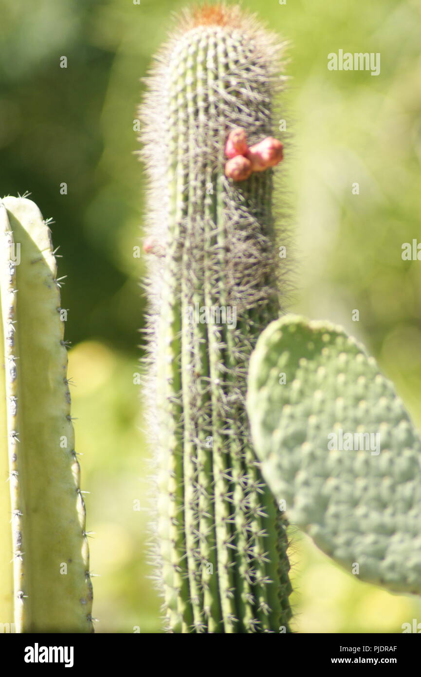 gros plan de fleurs de cactus rouge, close-up of red cactus flowers, Nahaufnahme der kaktusgelben rotte Blüten, primer plano de rosso flores amarillas Stock Photo