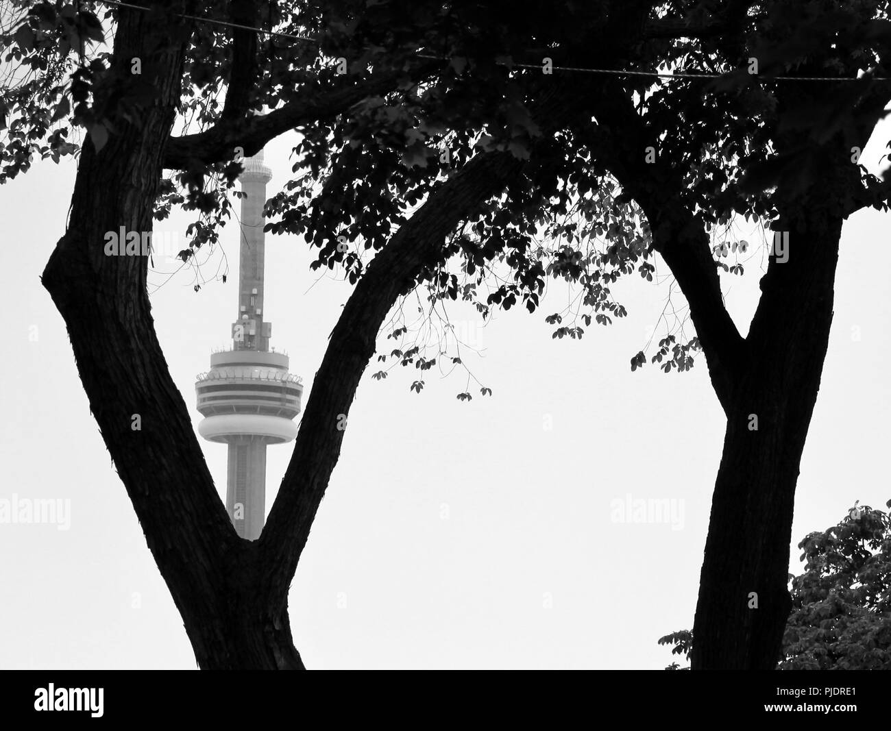 CN Tower behind trees Stock Photo