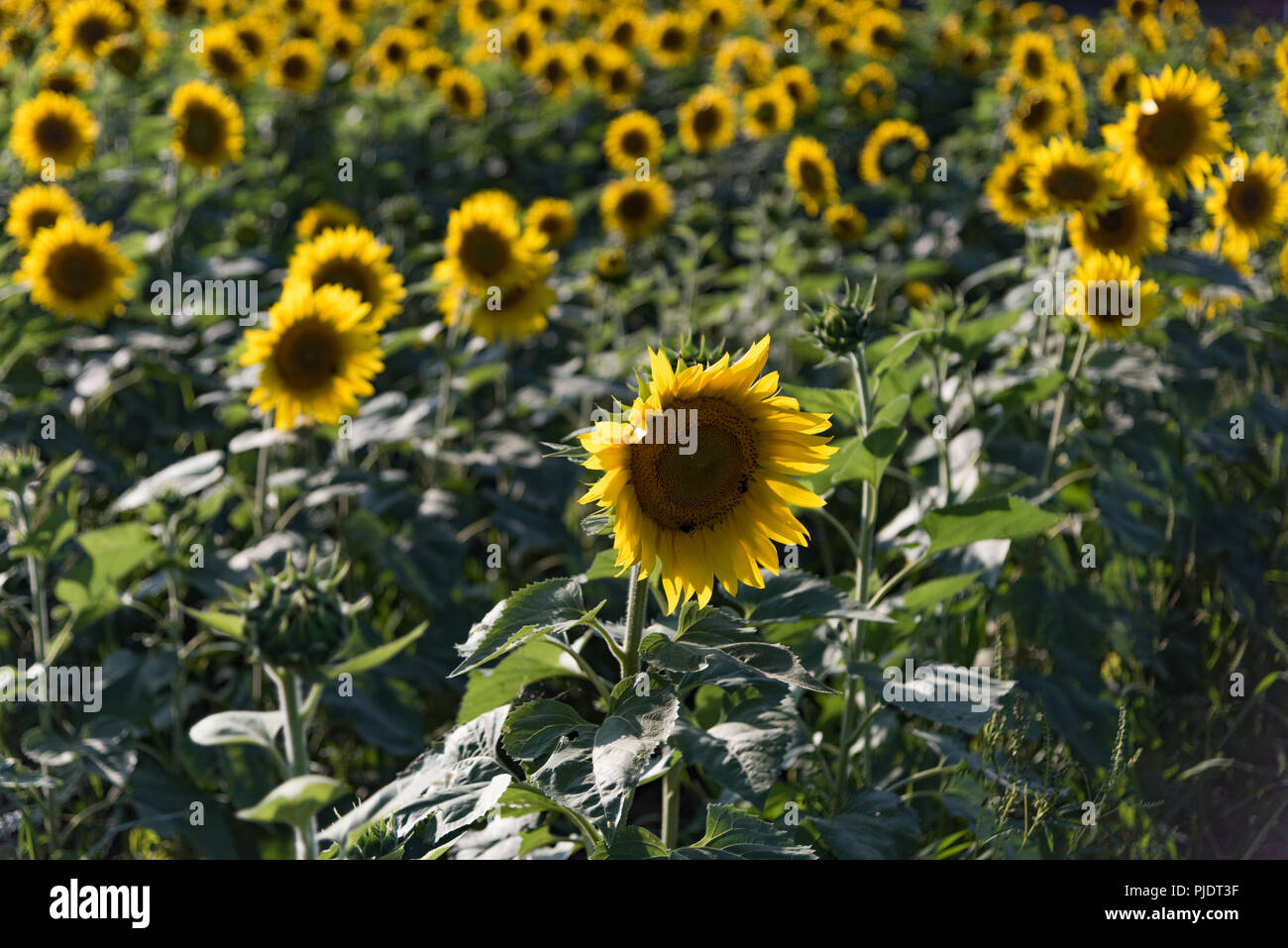 Early morning in field of sunflowers Stock Photo
