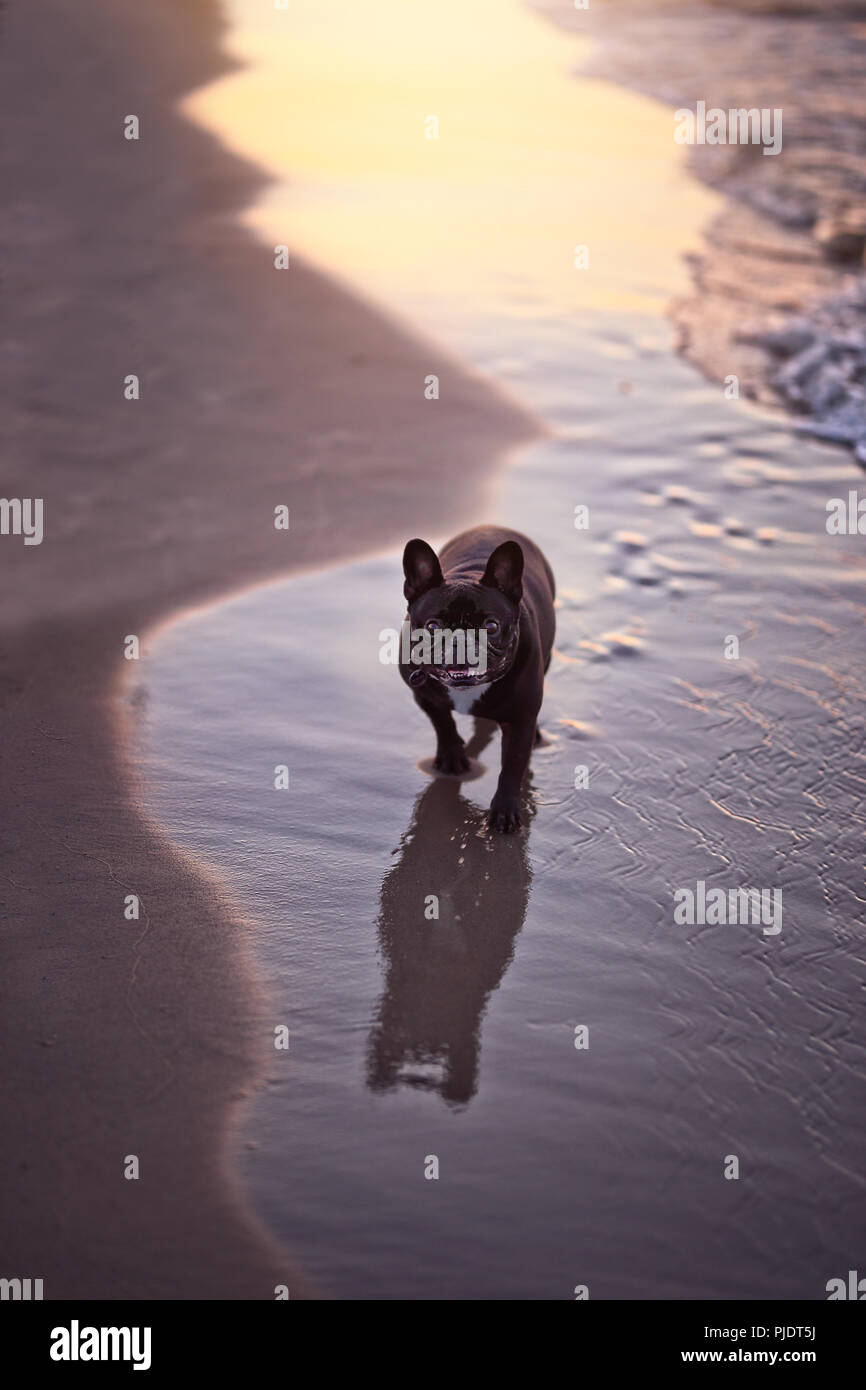 Bulldog on sand hi-res stock photography and images - Alamy