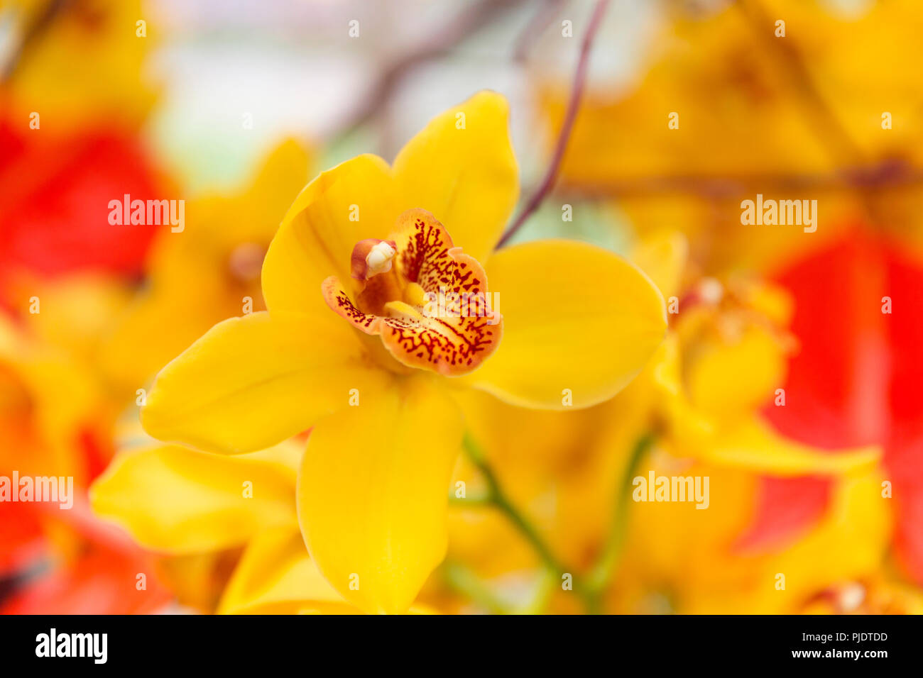 Gorgeous yellow flower in garden bed. Stock Photo