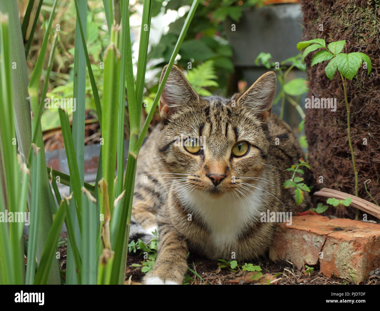 Egyptian mau cat Felis catus feline male kitty Stock Photo