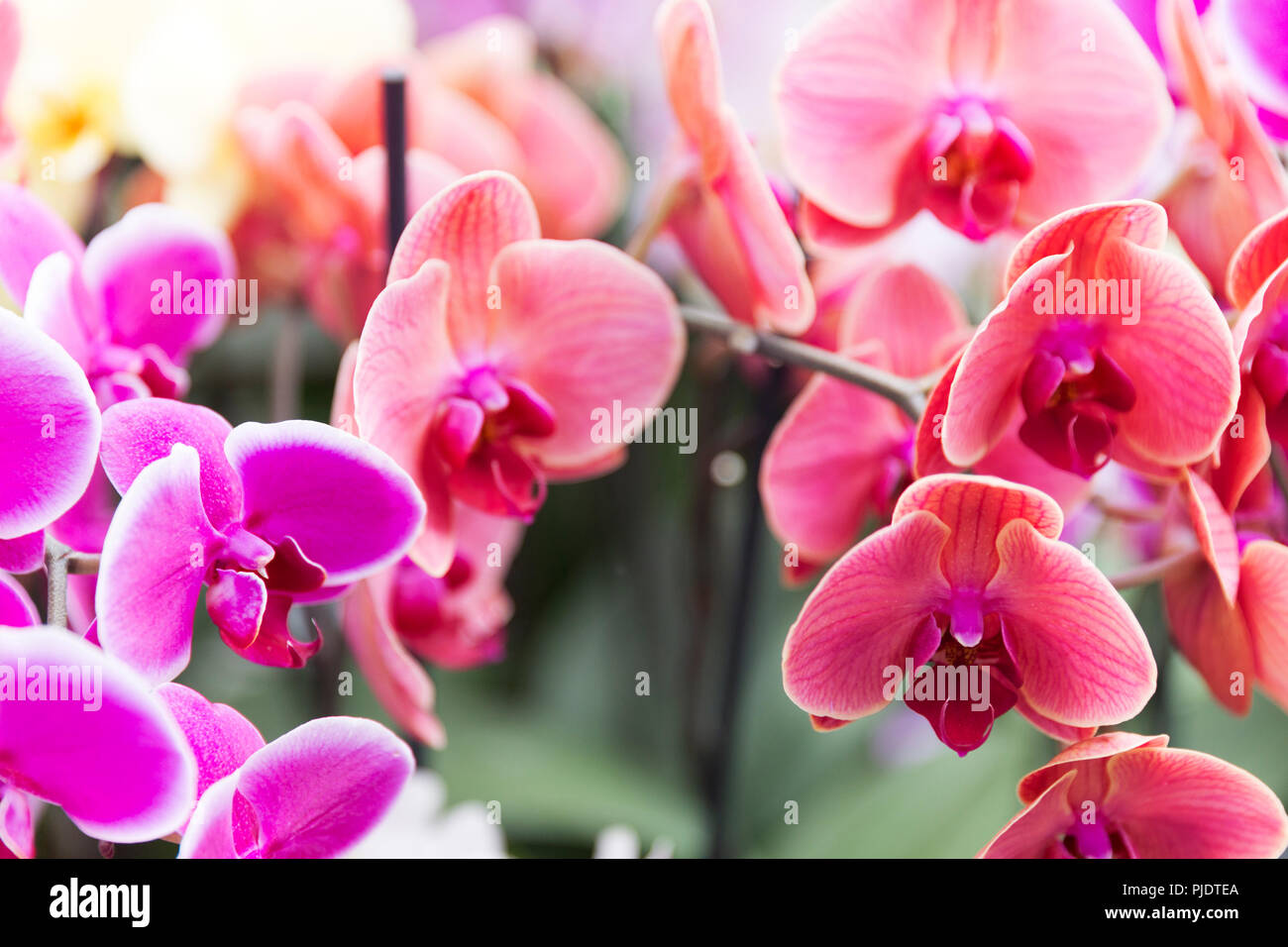 Various coloured xylobium flower growing together. Stock Photo