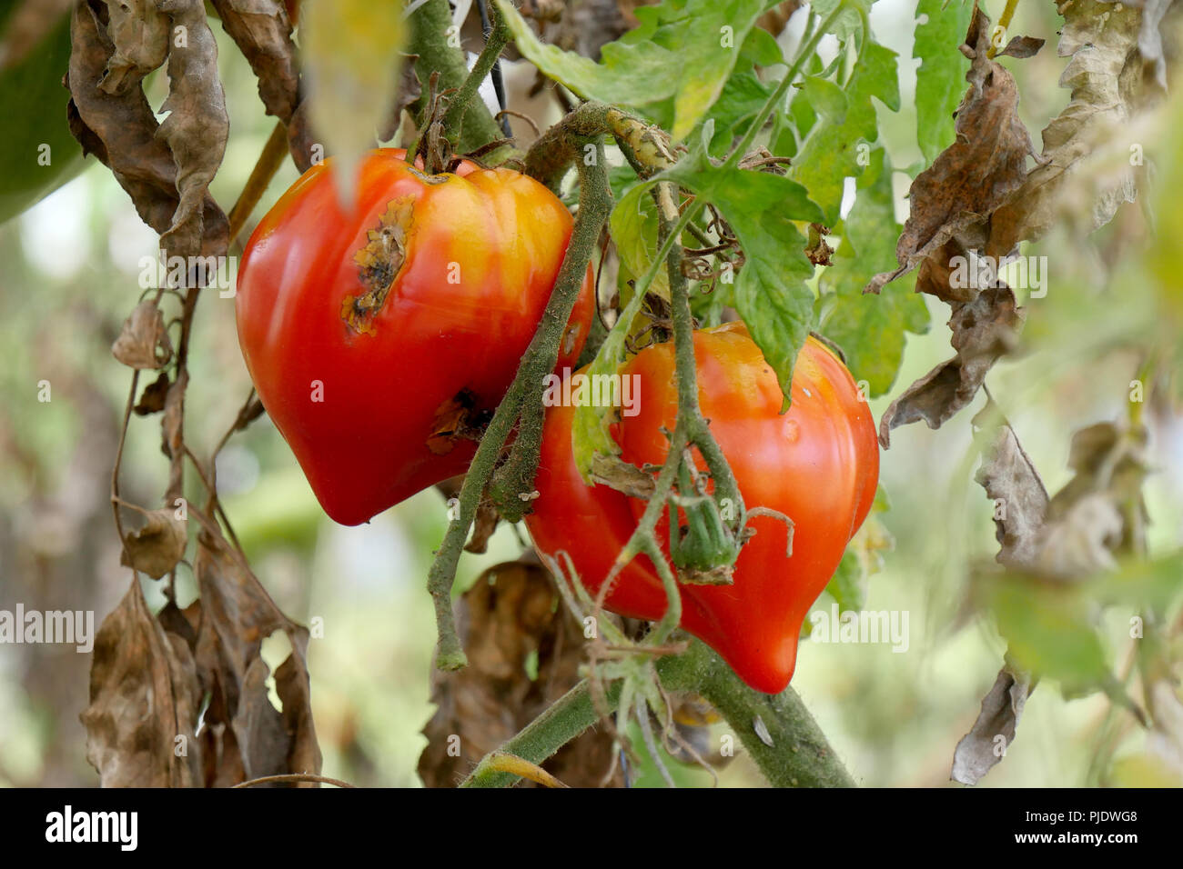 Red Rotten Tomato Green and red rotten tomatoes hi-res stock photography and images - Alamy