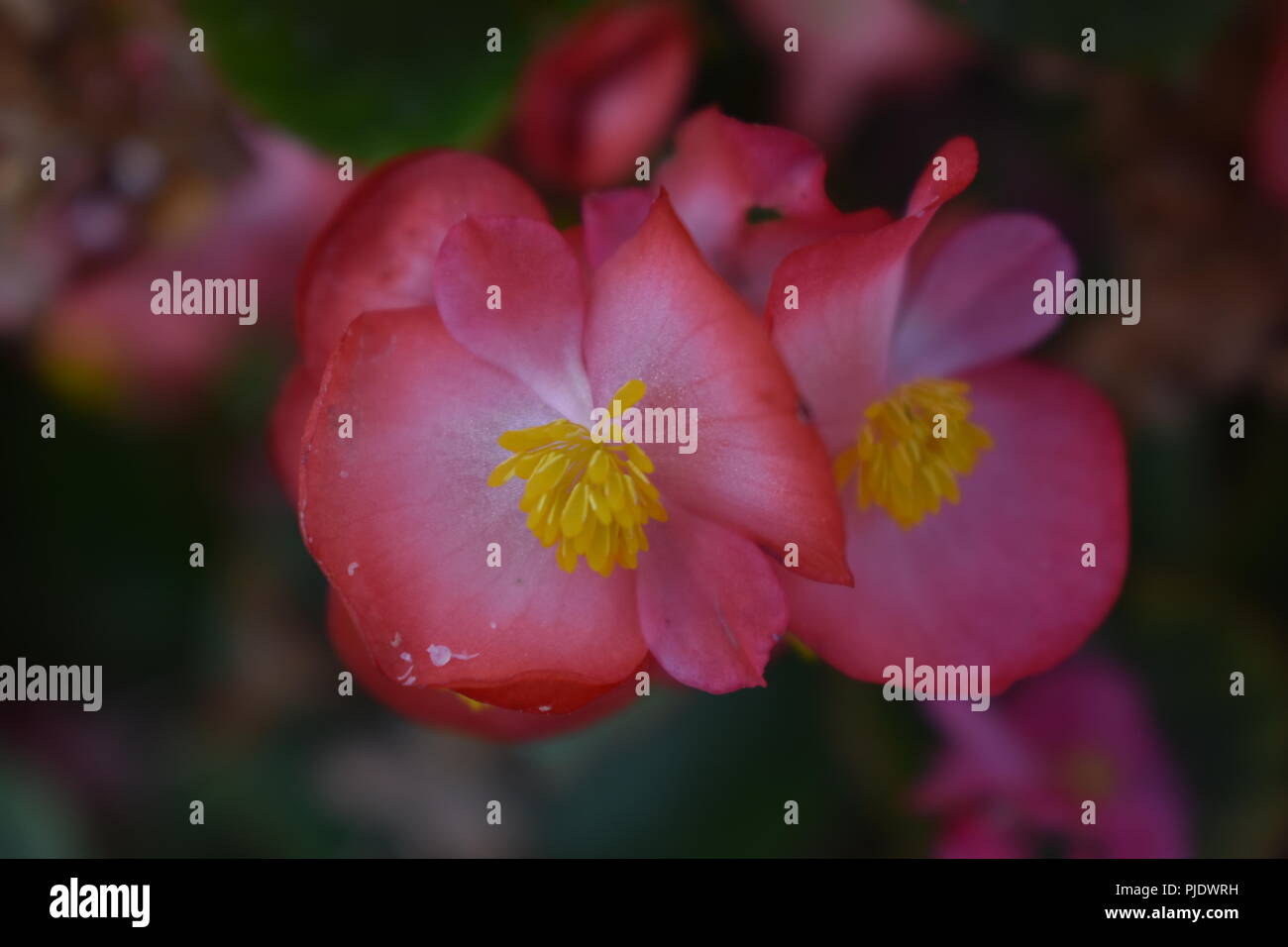 Nature flowers river Stock Photo - Alamy