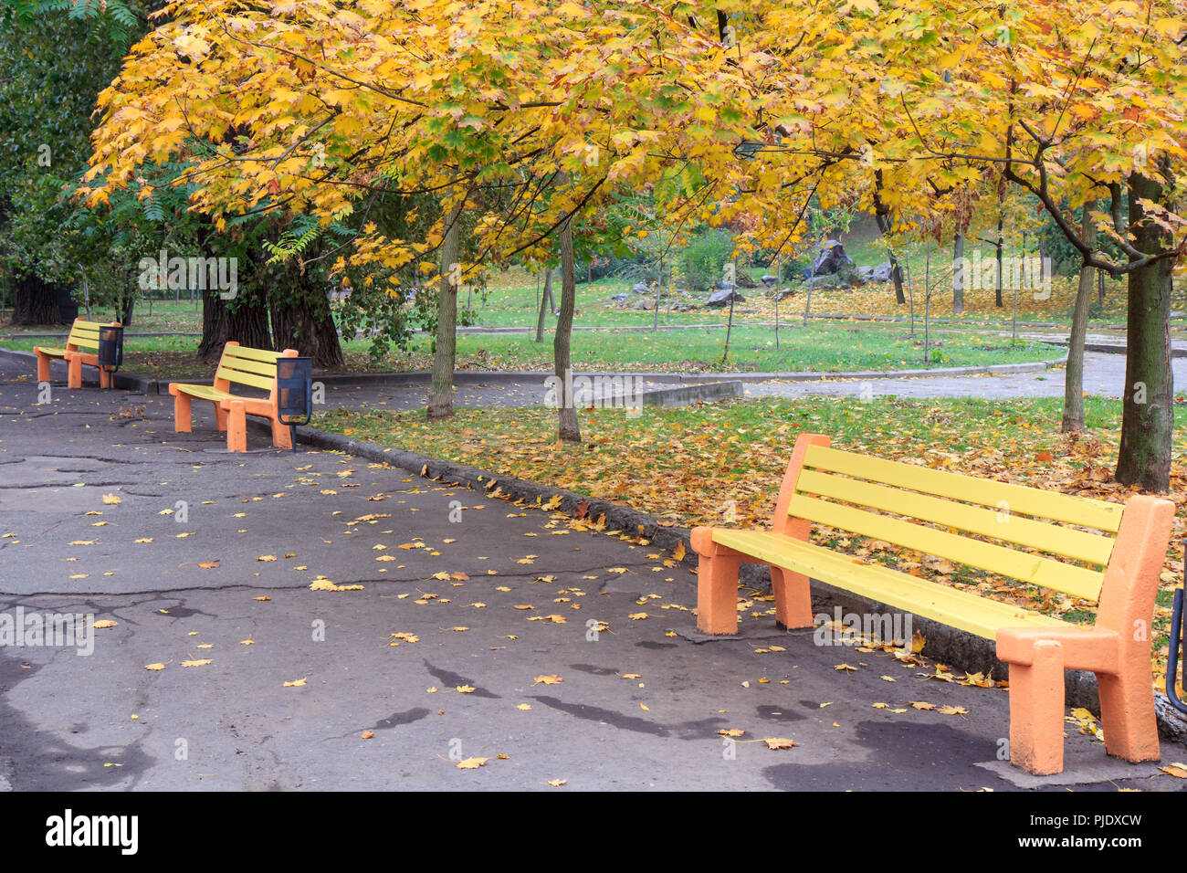 Wooden benches and trees with yellow and green leaves in the city park ...