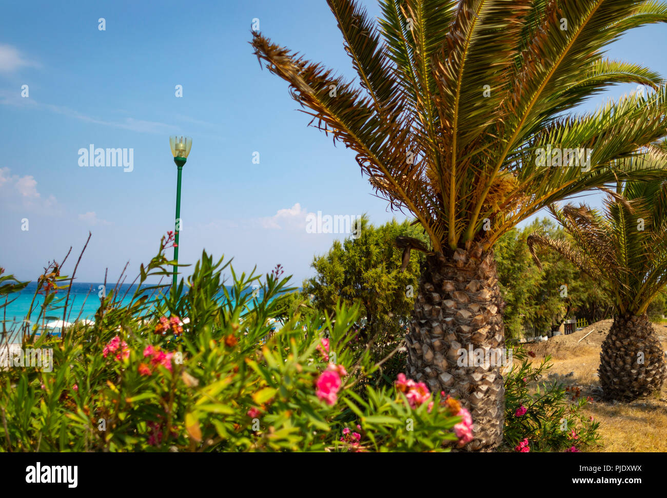 Tropical palm trees next to the azure Mediterranean Sea Stock Photo - Alamy