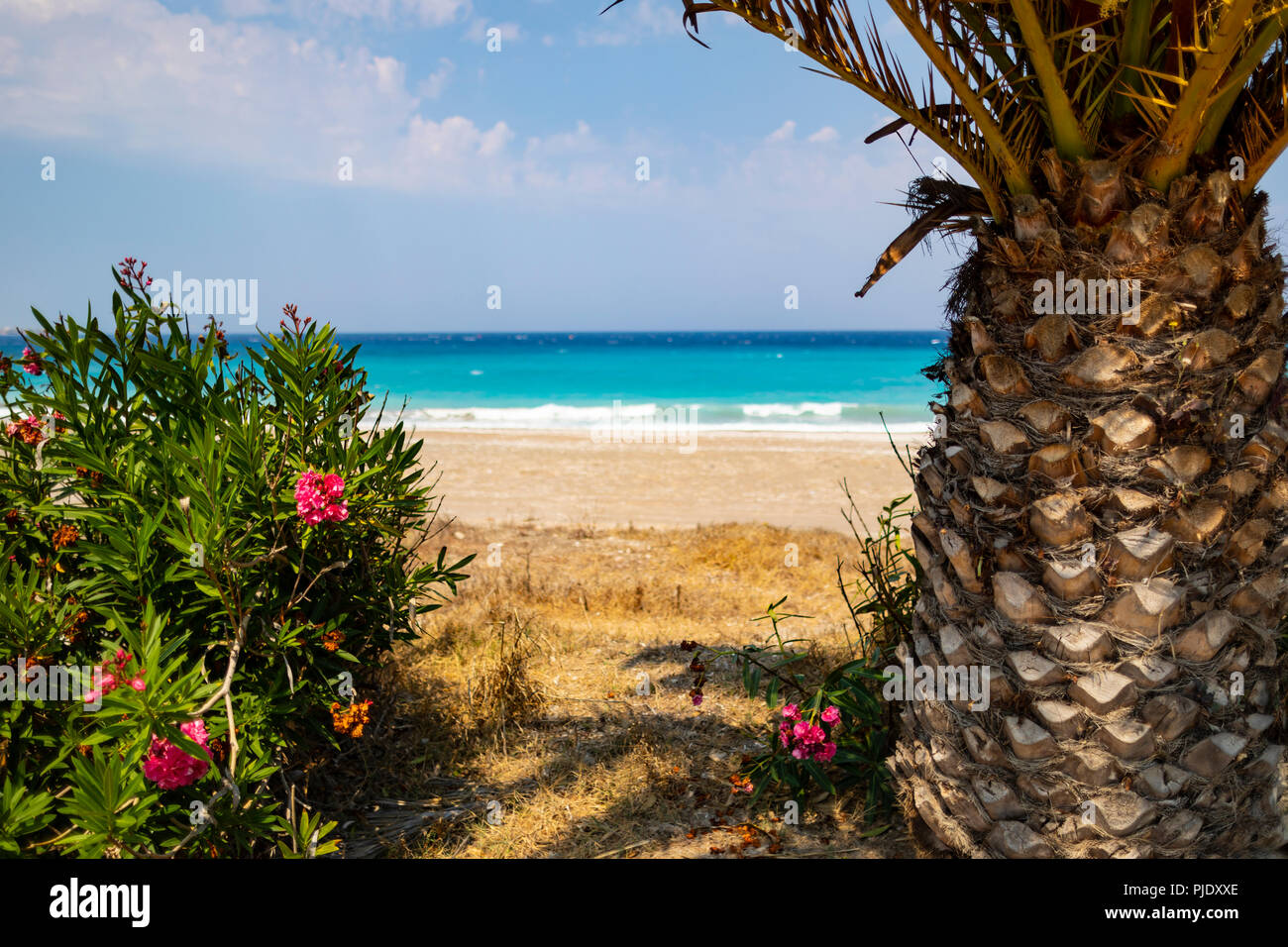 Tropical palm trees next to the azure Mediterranean Sea Stock Photo - Alamy