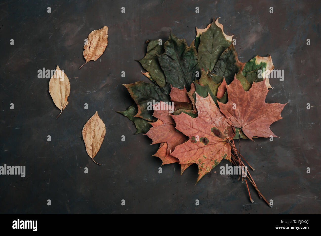 Dry autumn leaves on a dark background Stock Photo