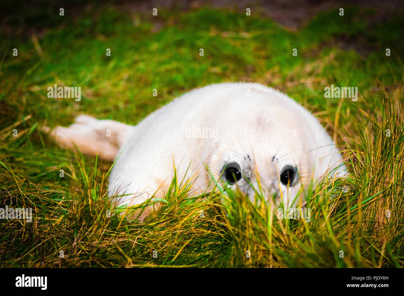 Colony harbor gray seals hi res stock photography and images Alamy