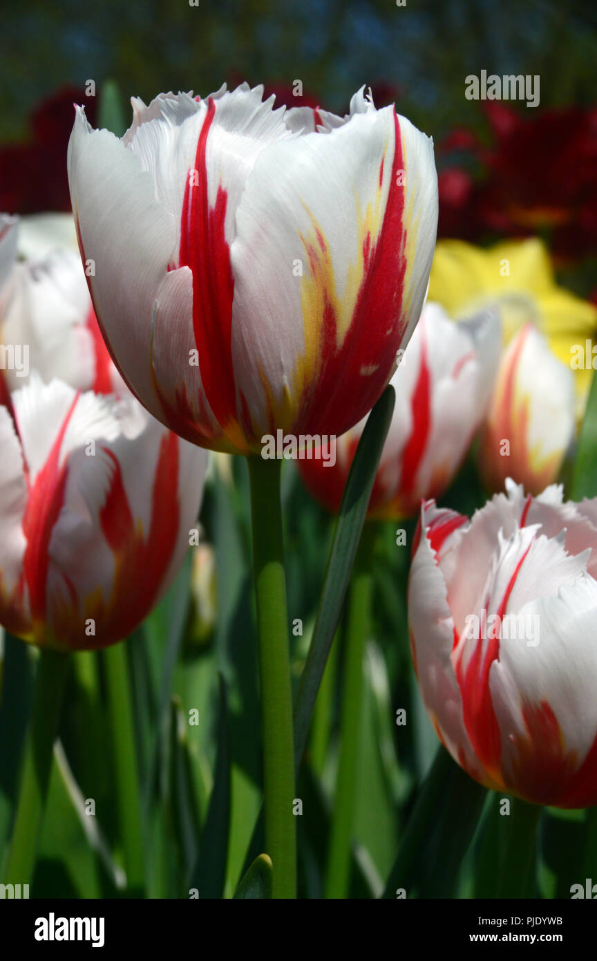 The Flamed Bicolour Patterned Tulip 'Carnaval de Rio' on Display at RHS Garden Harlow Carr, Harrogate, Yorkshire. England, UK. Stock Photo