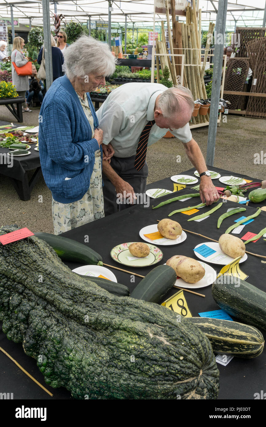 Senior couple, the man checking the runner bean entries, at a horticultural show at Milton Ernest, Bedfordshire, UK Stock Photo