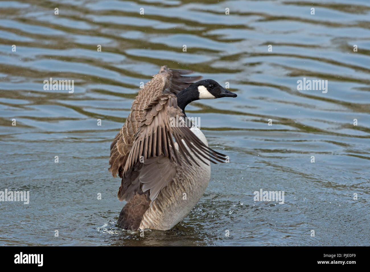 Canada goose cheap deutschland 80