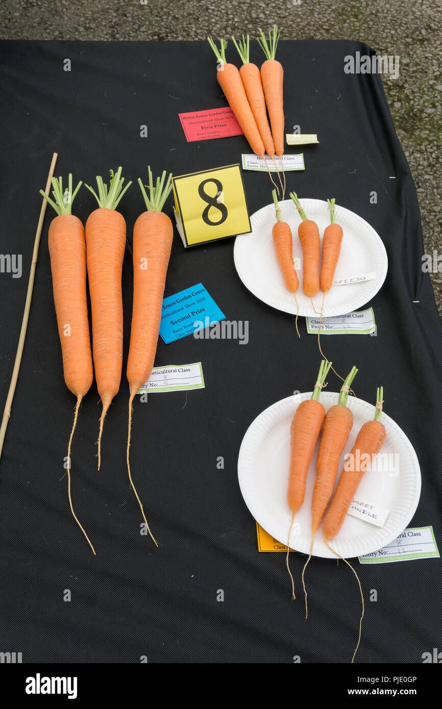 Overhead view of the winners in the carrot class at a horticultural show at Milton Ernest, Bedfordshire, UK Stock Photo