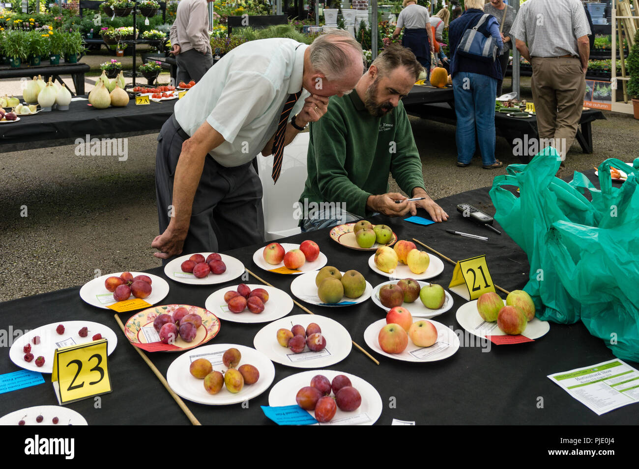 Judge checking the results in the fruit categories, senior man looking on, at a horticultural show at Milton Ernest, Bedfordshire, UK Stock Photo