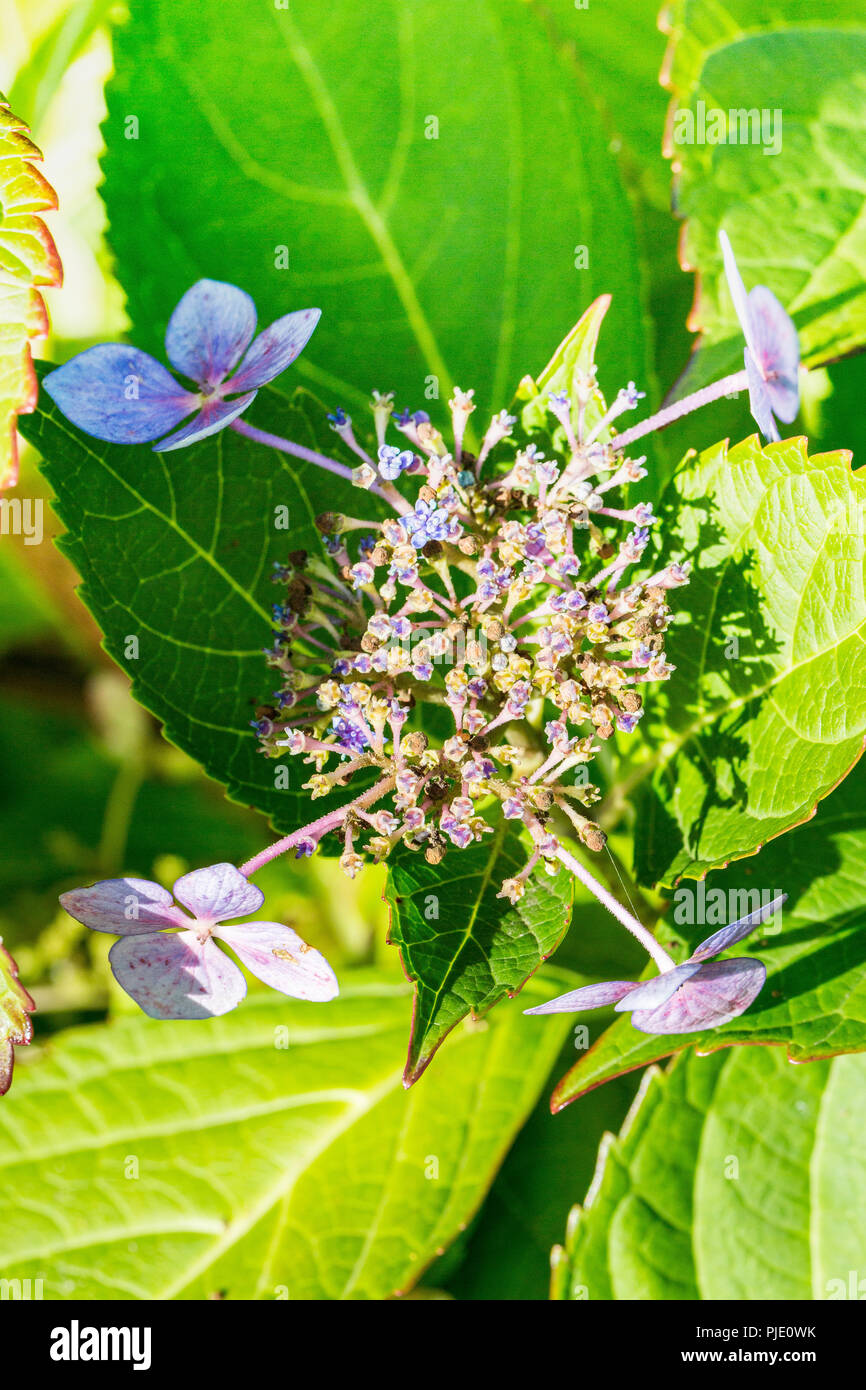 Disease of flower hydrangea hortensia due to lack of water and pollution. Armillaria mellea, chlorosis virus parasite ascale insects mite acarid Stock Photo