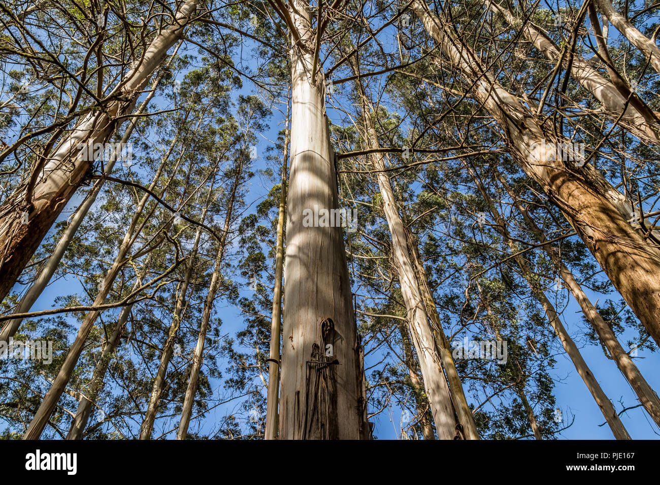 Rotorua Redwoods Forest - Riding and walking trails Stock Photo