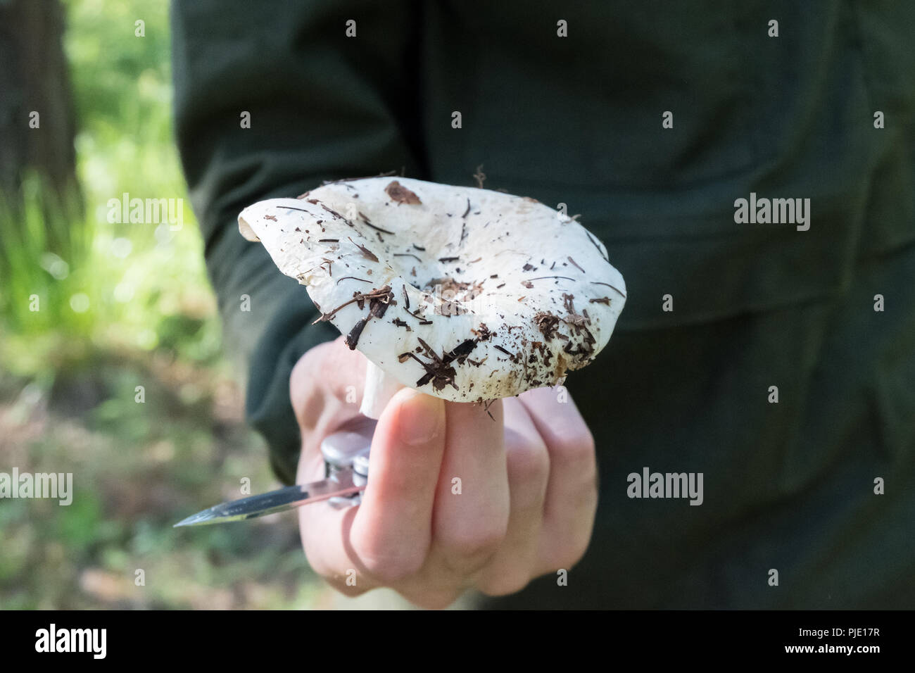 A man found a mushroom in the forest. Holds a mushroom in his hand. Lactarius resimus Stock Photo