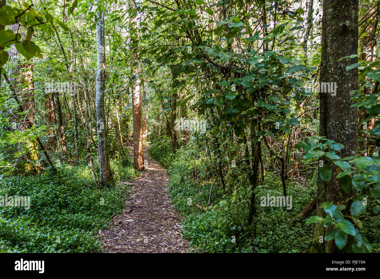 Rotorua Redwoods Forest - Riding and walking trails Stock Photo