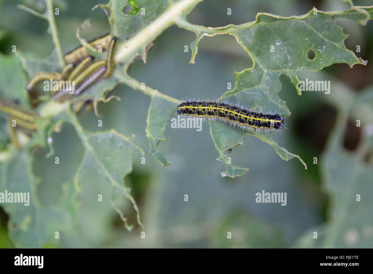 cabbage white caterpillars Stock Photo Alamy