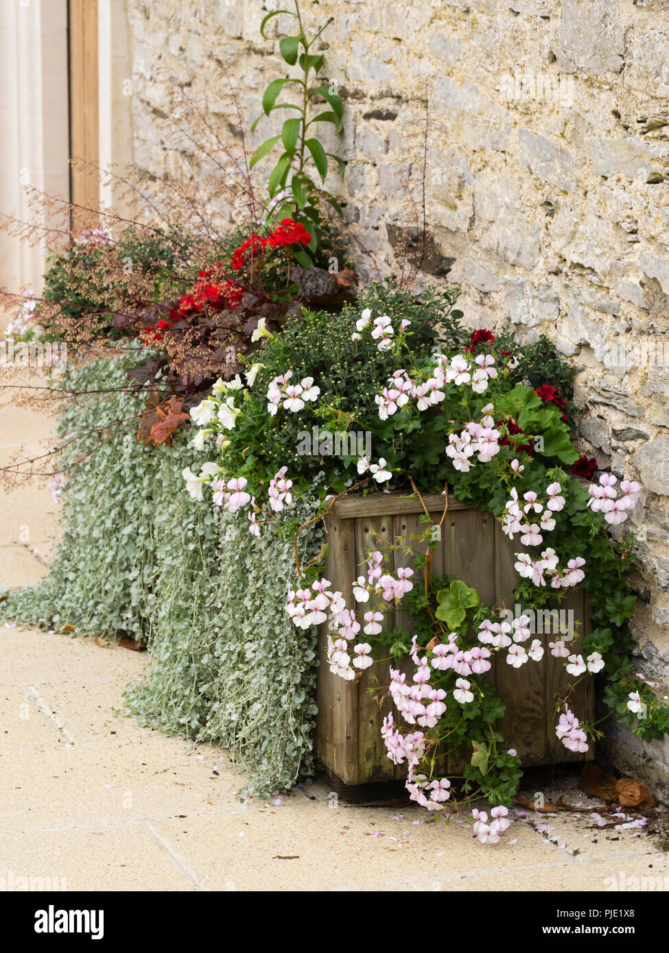 Wooden planter at Buckfast Abbey with Dichondra 'Silver Falls', white trailing Pelargonium and Heuchera Stock Photo