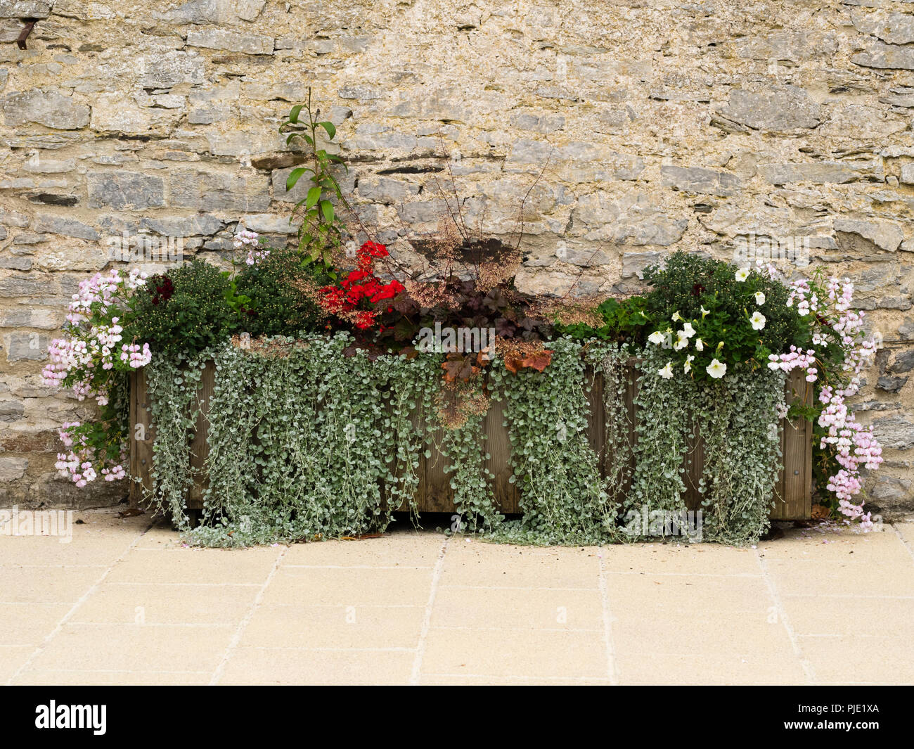 Wooden planter at Buckfast Abbey with Dichondra 'Silver Falls', white trailing Pelargonium and Heuchera Stock Photo