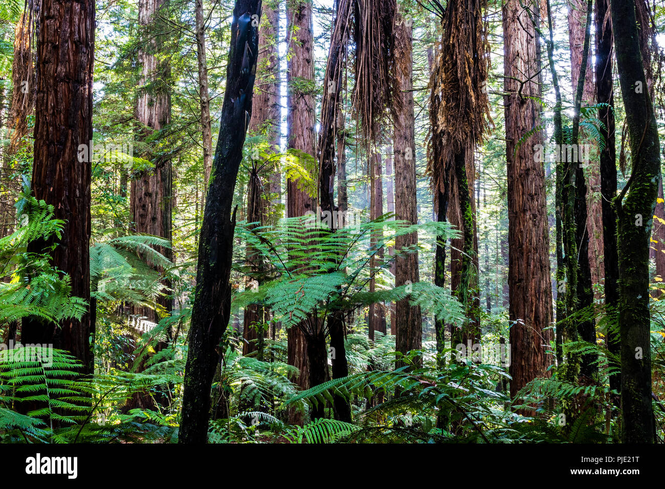 Rotorua Redwoods Forest - Riding and walking trails Stock Photo