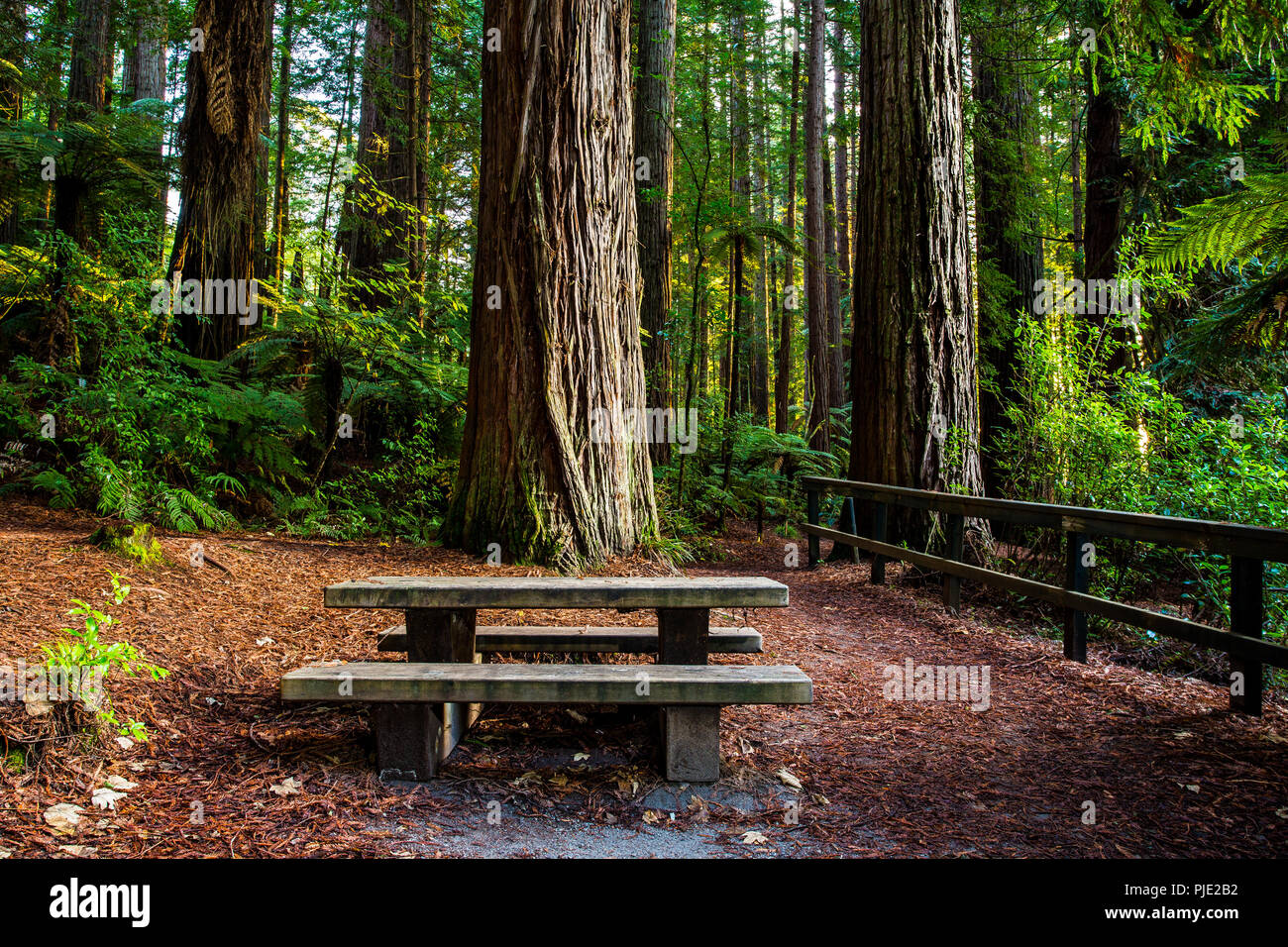 Rotorua Redwoods Forest - Riding and walking trails Stock Photo