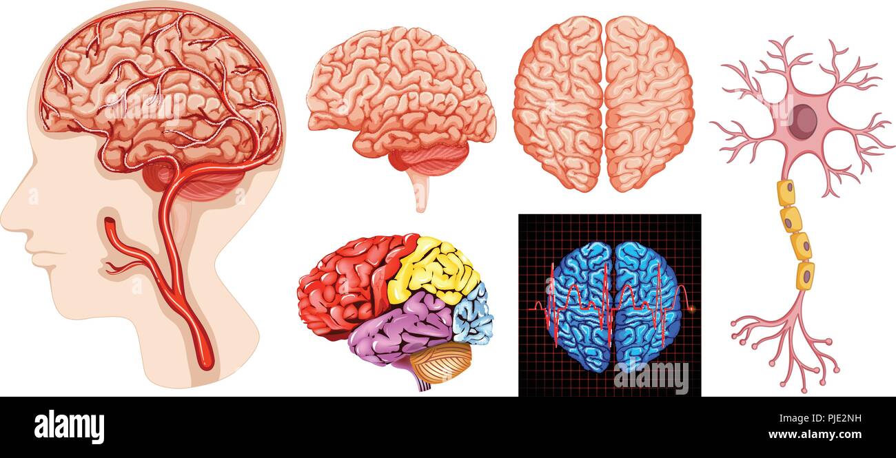 Human brain anatomy technical medical illustration Stock Vector