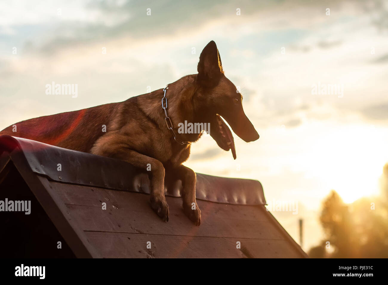 belgian malinois agility