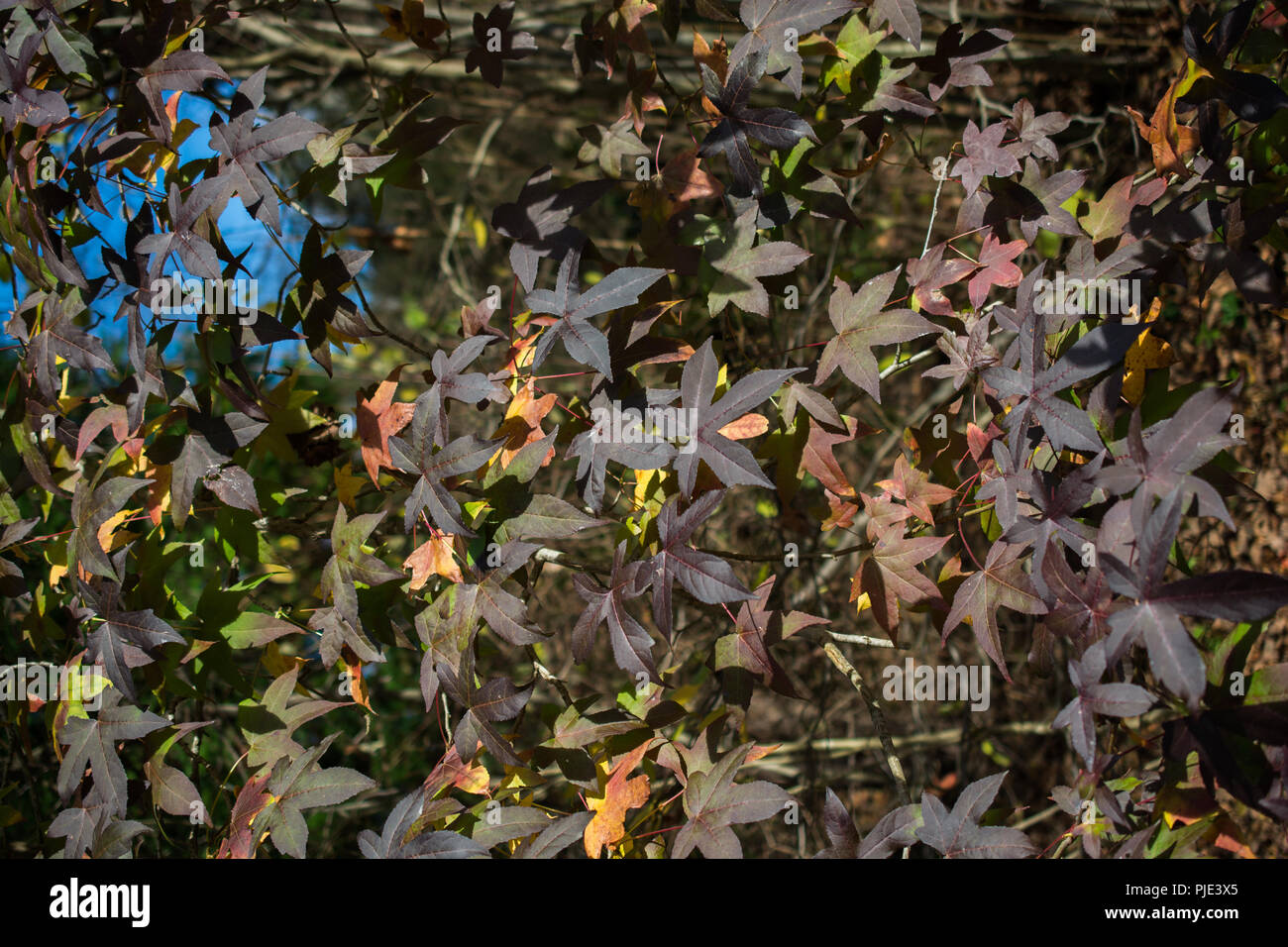 Dry leaves as an Autumn nature background Stock Photo - Alamy