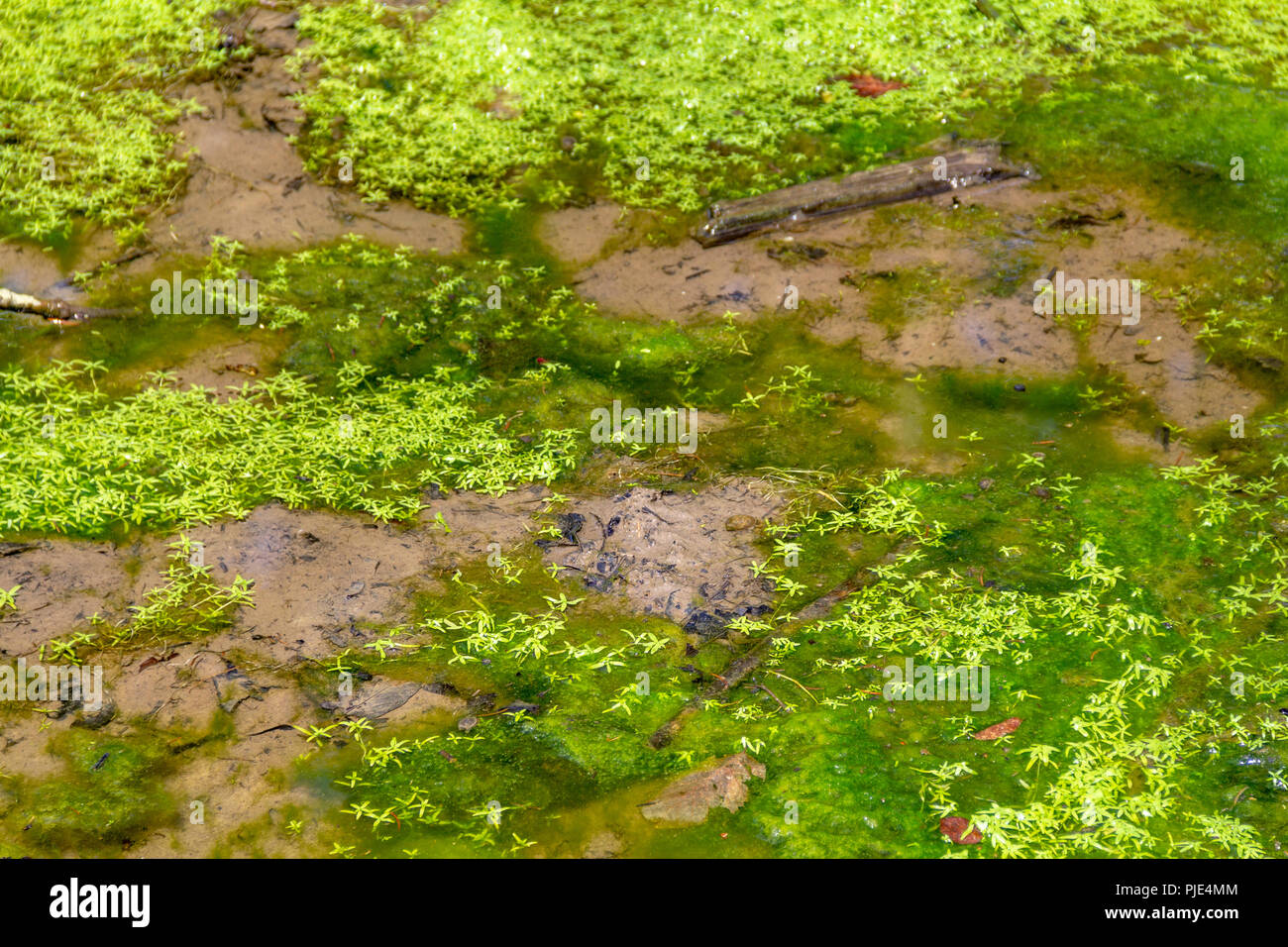 full frame swampland detail including some alga and lemna plants Stock Photo