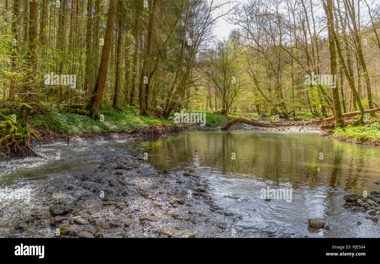 forest scenery including a idyllic river at spring time Stock Photo - Alamy