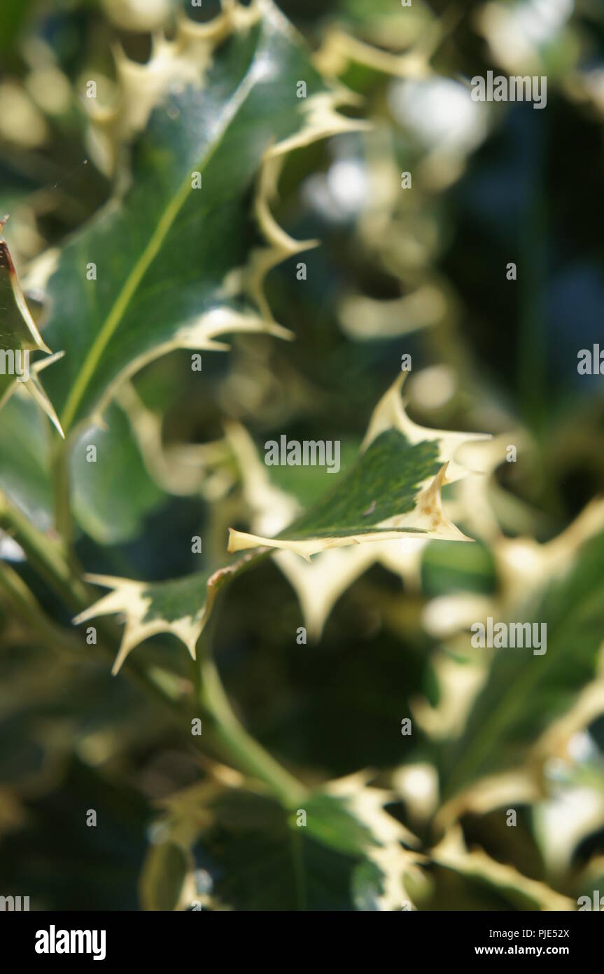 Ilex Aquifolium Aquifoliaceae Feuilles De Houx Vert Et Blanc Hojas De Acebo Verde Y Blanco Stechpalmenblatter Grun Und Weiss Holly Leaves Green And Stock Photo Alamy Ilex Aquifolium Aquifoliaceae Feuilles De Houx Vert Et Blanc Hojas De Acebo Verde Y Blanco Stechpalmenblatter Grun Und Weiss Holly Leaves Green And Stock Photo Alamy