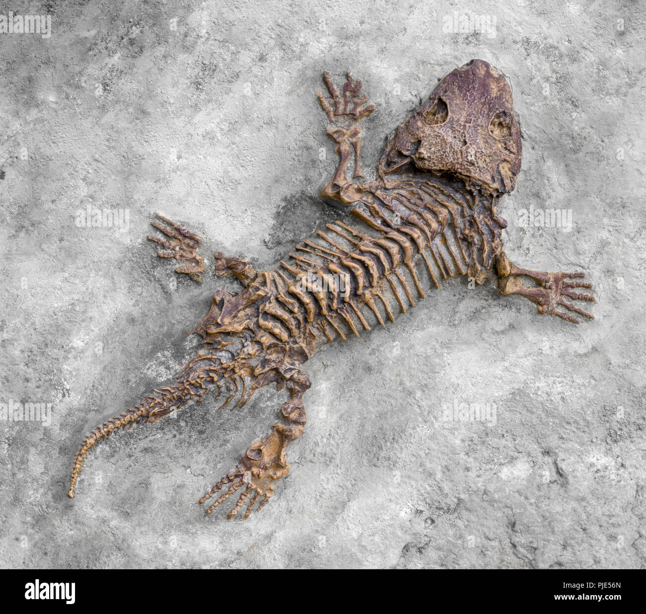 fossil closeup of a reptile-like animal named Seymouria seen from above Stock Photo