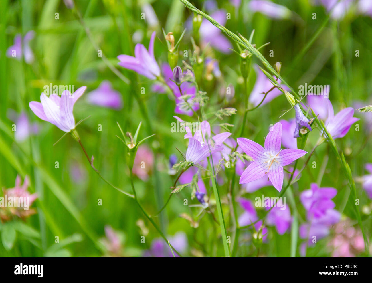 closeup shot of some violet spreading bellflowers in a meadow at spring time Stock Photo