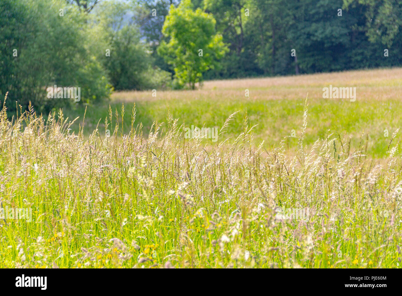 sunny edge of a wood including a flowery meadow at spring time Stock Photo