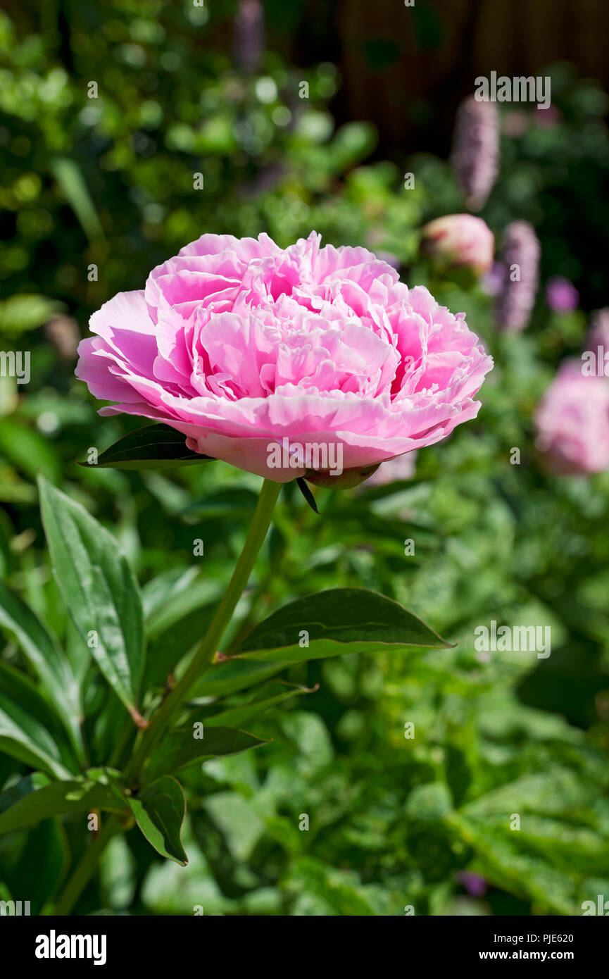 Close up of pink peony flower flowering in a garden border in summer England UK United Kingdom GB Great Britain Stock Photo