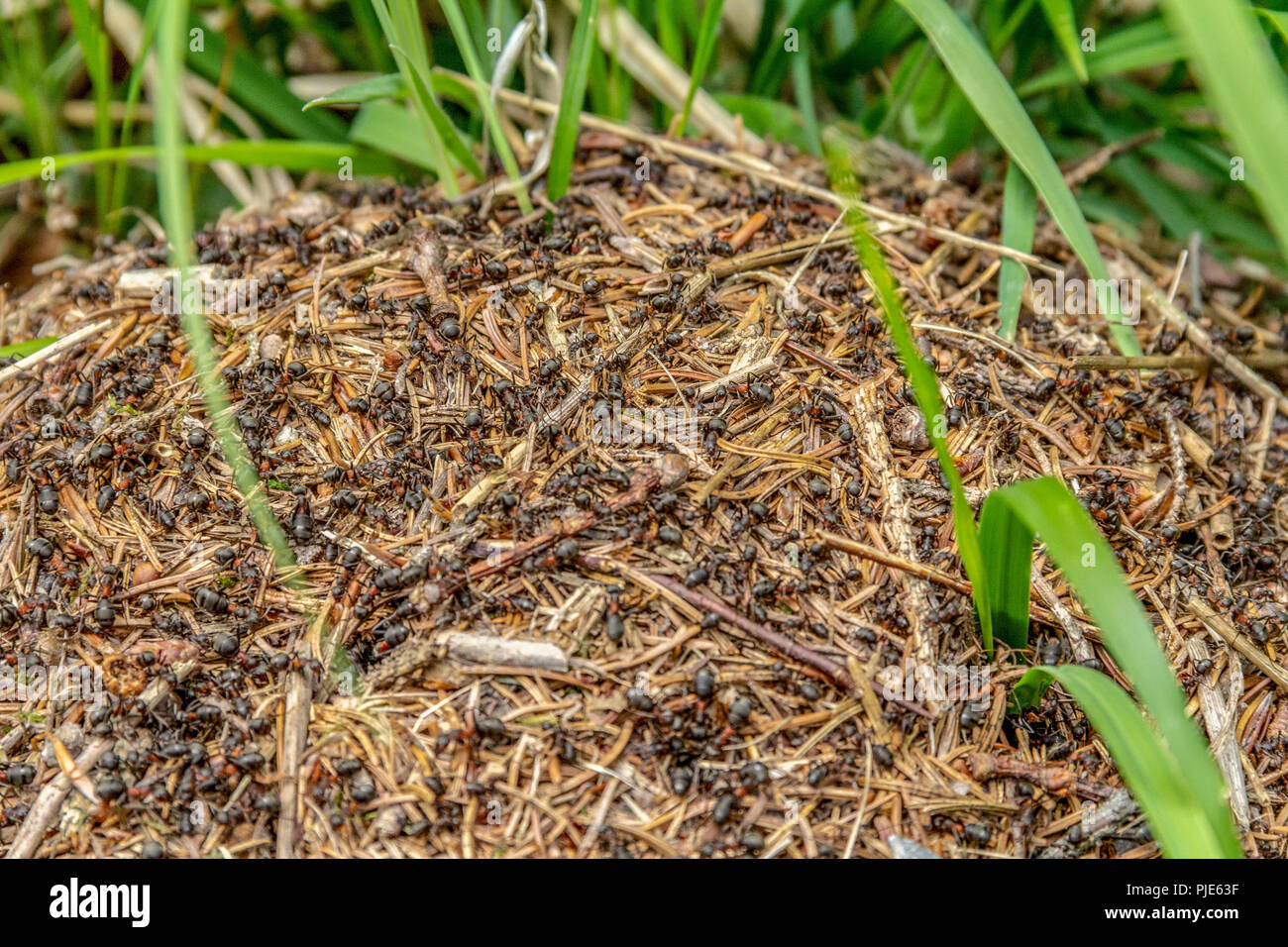 closeup shot of a wood ants colony Stock Photo