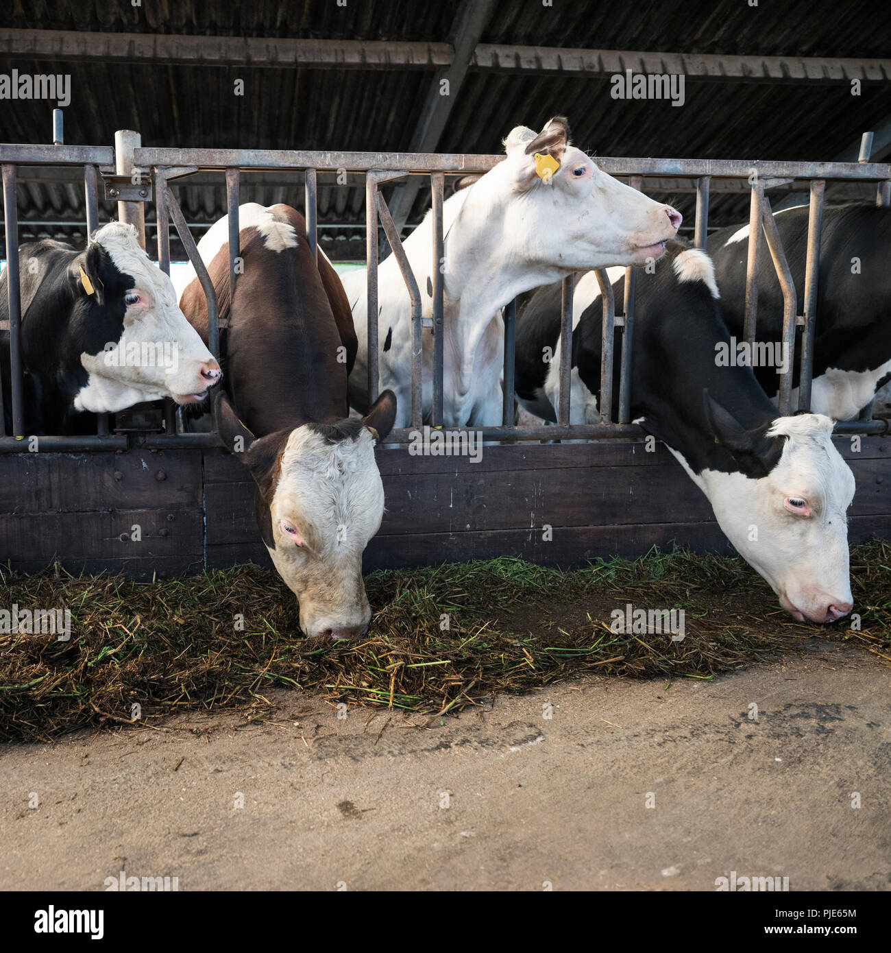 black and white holstein cows feed inside barn on dutch farm in holland ...