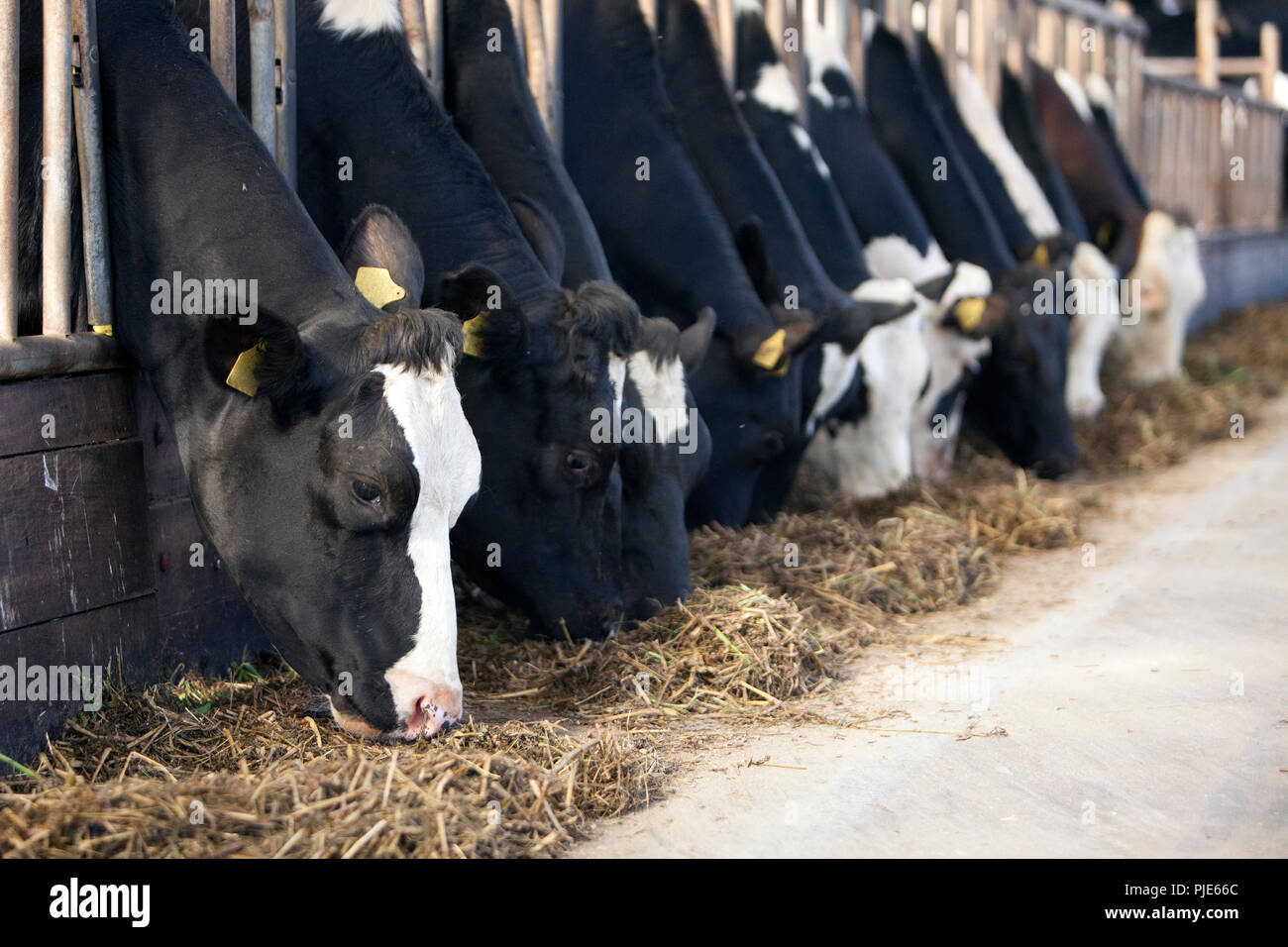 black and white holstein cows feed inside barn on dutch farm in holland ...