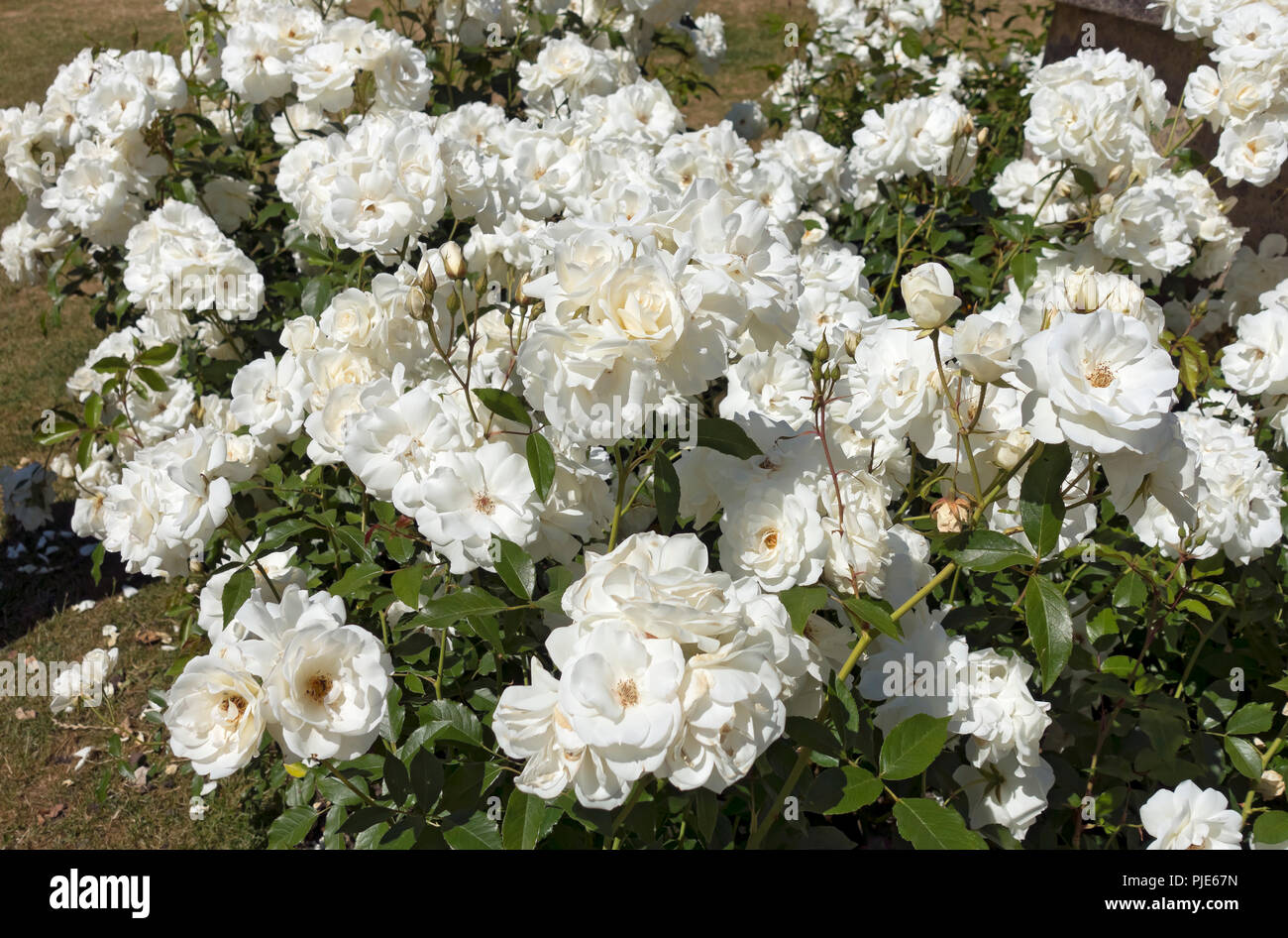English rose flowering hires stock photography and images Alamy