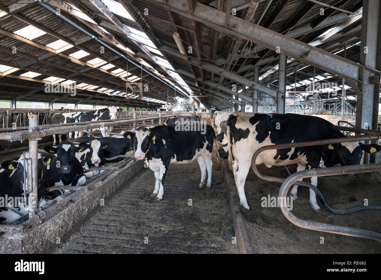 black and white holstein cows in dutch dairy farm Stock Photo - Alamy