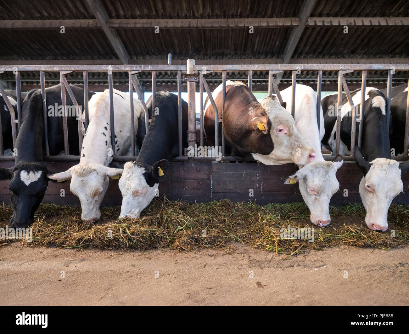 black and white holstein cows feed inside barn on dutch farm in holland ...