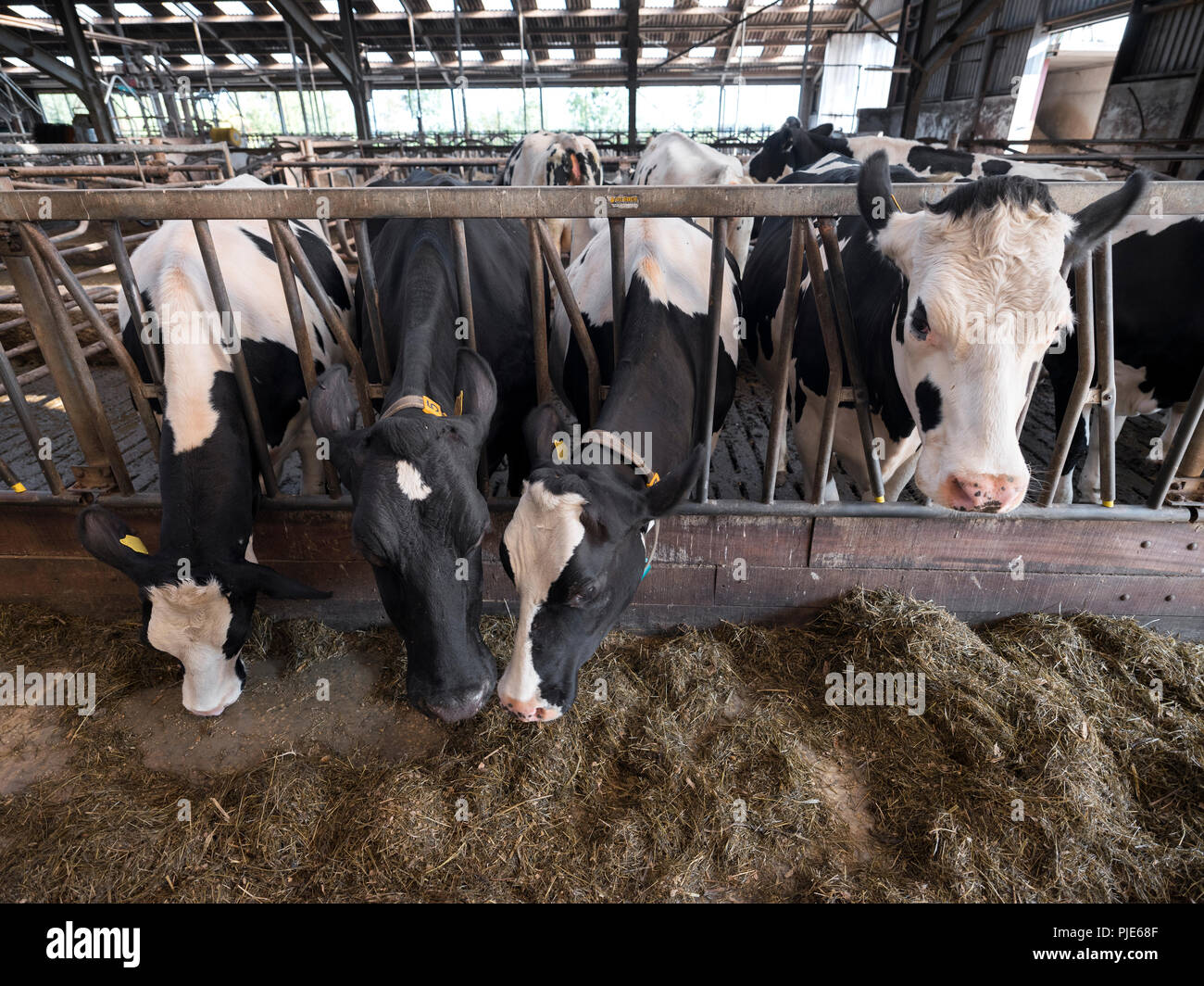 black and white holstein cows feed inside barn on dutch farm in holland ...